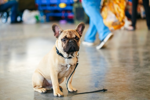 A French bulldog with a microchip, and a leash sitting on a polished floor, with people's legs in the background.
