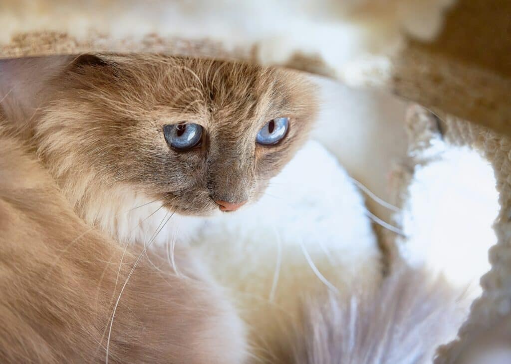 A close-up of a blue-eyed cat with a cream coat looking to the side.