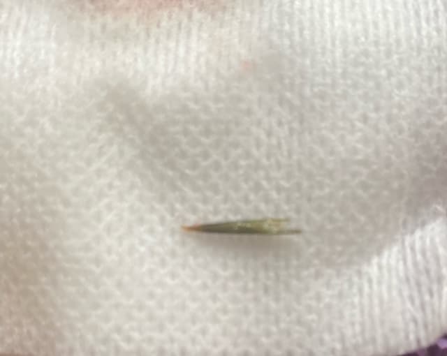A grass seed on a piece of cloth.