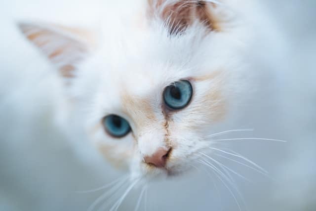 Close-up of a white kitten 