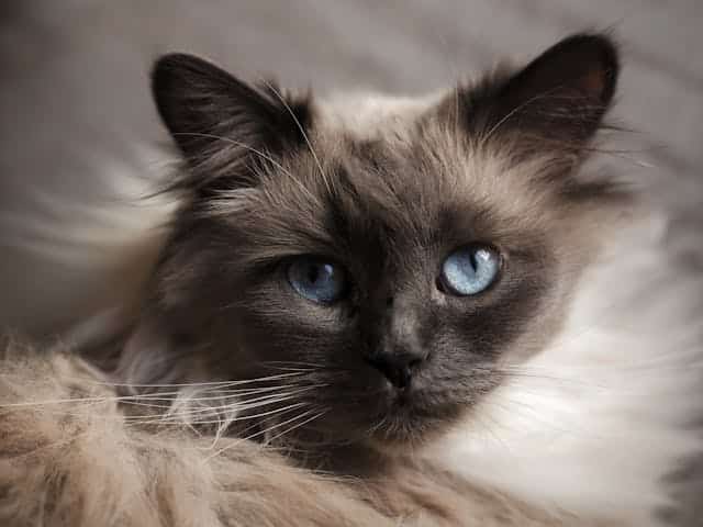 A close-up of a Blue-Eyed Beauty Birman Cat.