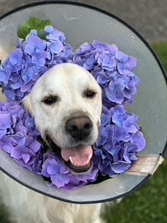 Romeo The Retriever, wearing a cone of flowers.