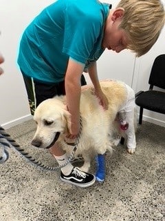A boy is petting Romeo the Retriever, who has a bandage on from a run-in with grass seed.
