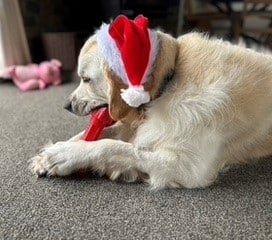 Romeo the Retriever, wearing a Santa hat, is laying on the floor.