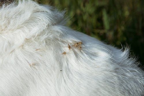 A white dog in a field scattered with grass seed.