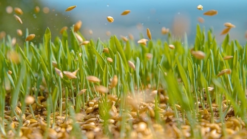 A close up of a field of grass seeds with Romeo The Retriever having a run-in, seeds flying in the air.