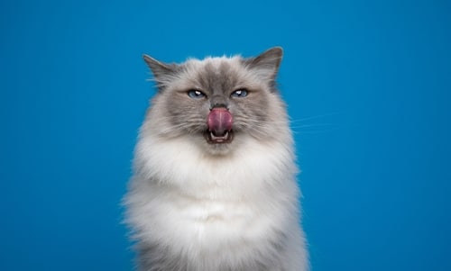 A fluffy white cat licking its nose against a blue background.