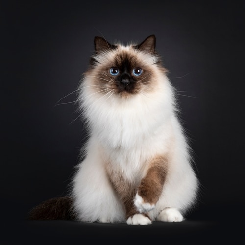 A blue-eyed beauty, a ragdoll cat sitting against a dark background.