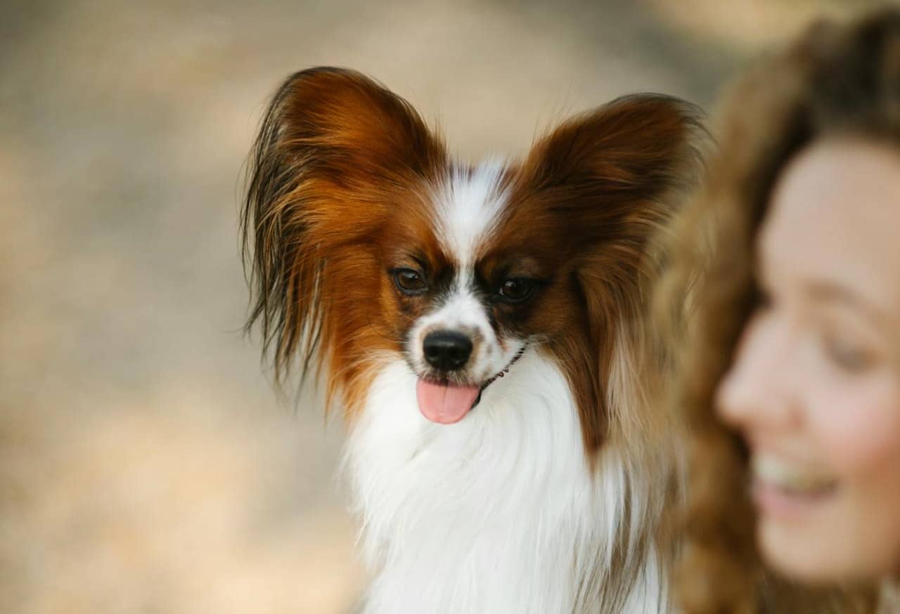 A small Papillon with fluffy ears and a woman partially visible in the background.
