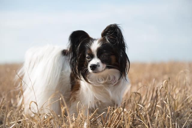 A small Papillon with black and white fur standing in a dry grassy field.