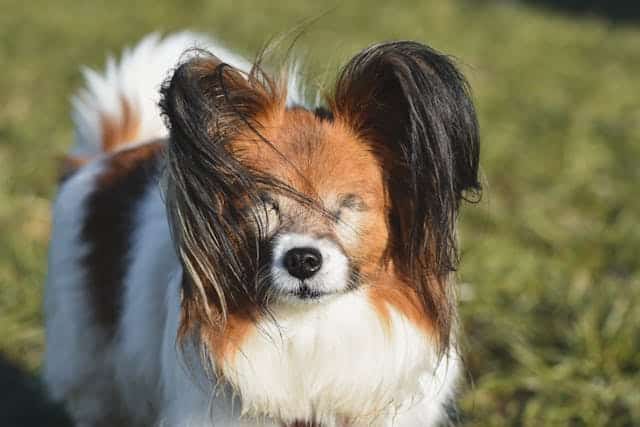 A small Papillon dog with a white and brown coat squinting in the sunlight, with its fur being tousled by the wind.