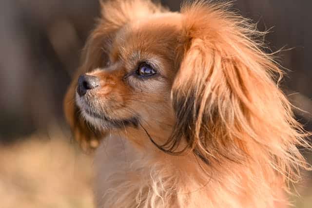 Portrait of a small brown Papillon with long fluffy ears looking to the side.
