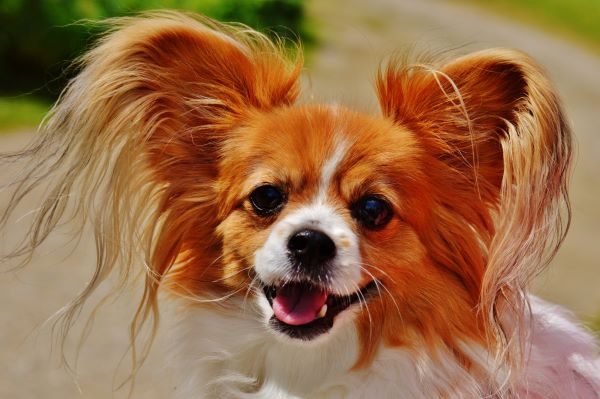 A smiling toy spaniel with fluffy ears and a reddish-white coat.