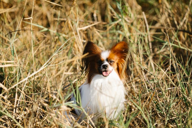 A small toy spaniel with white and brown fur sitting in tall, dry grass, panting lightly with its tongue out.