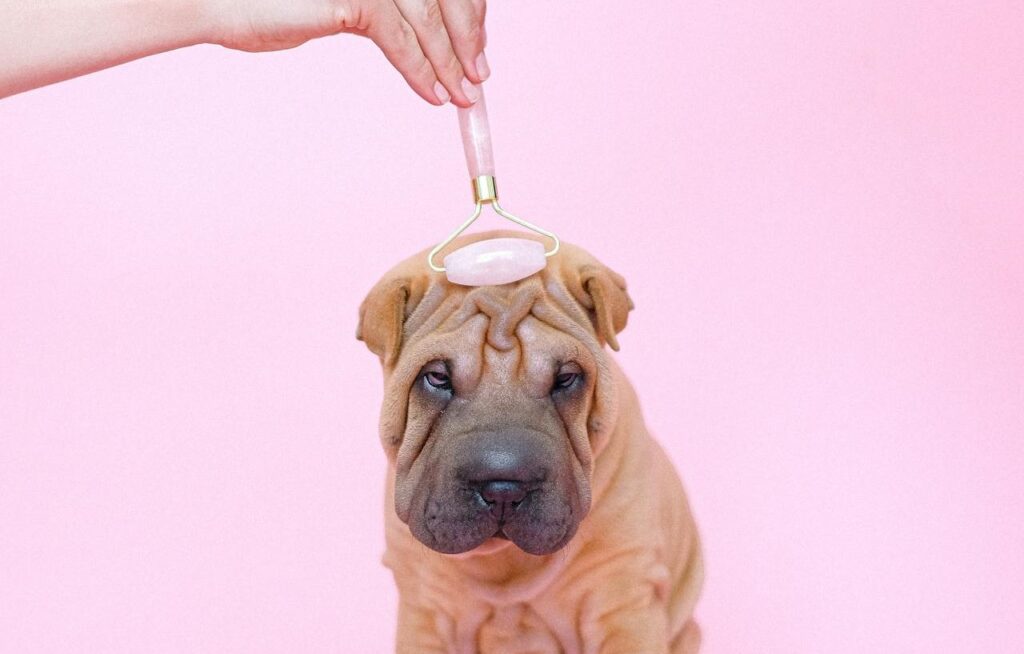 A dog being groomed and massages at the dog parlour.