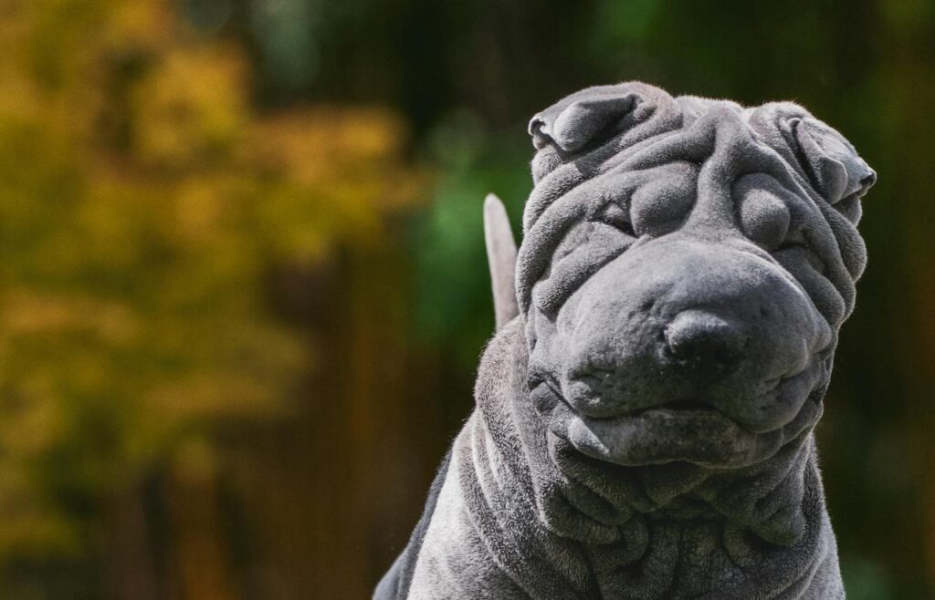 Close-up of a shar pei dog against a blurred natural background.