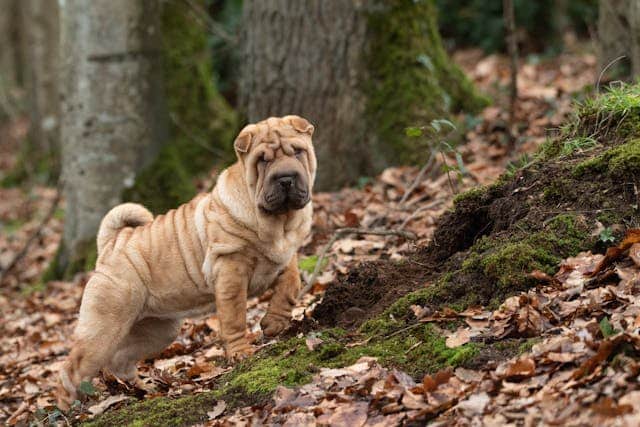A wrinkled shar pei dog standing in a wooded area with autumn leaves on the ground.