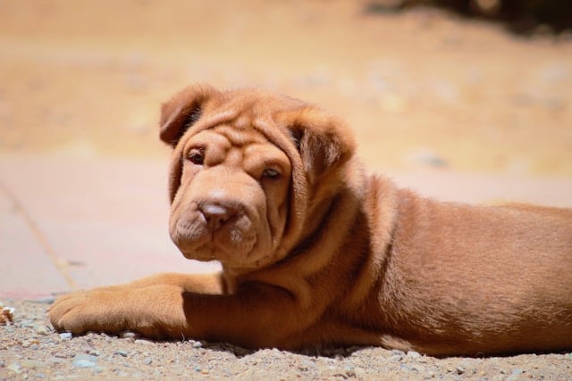 A shar pei puppy lying on the ground with a relaxed posture.