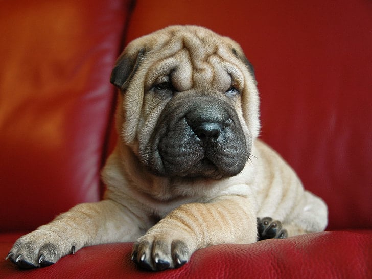 A Shar Pei dog lying on a red leather surface.