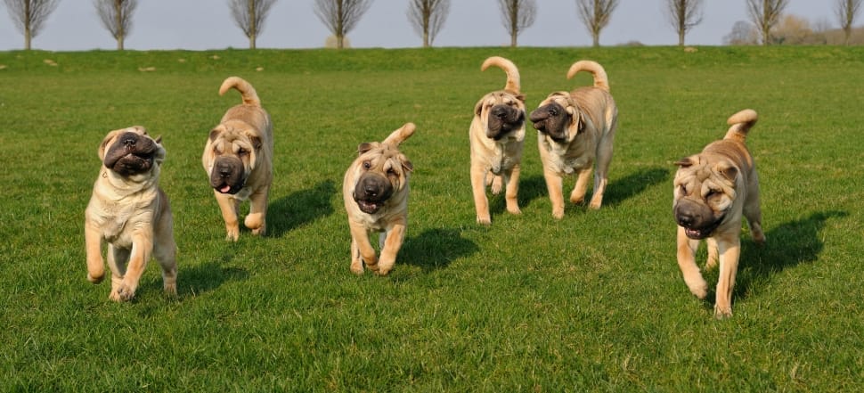 Seven shar pei puppies running across a grassy field.
