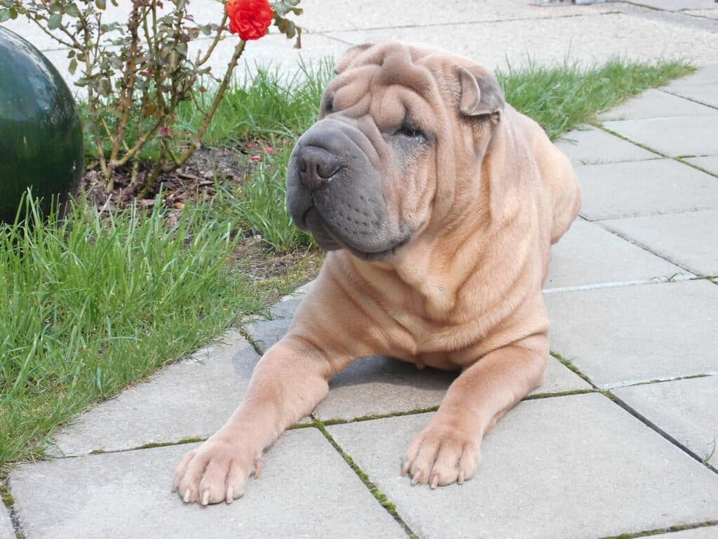 An adult fawn coloured dog lying on a paved walkway with grass and a flower in the background.