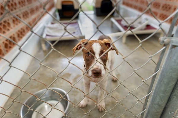 A brown and white dog with blue eyes peering through a chain-link fence in an animal shelter in NZ, with crates in the background.