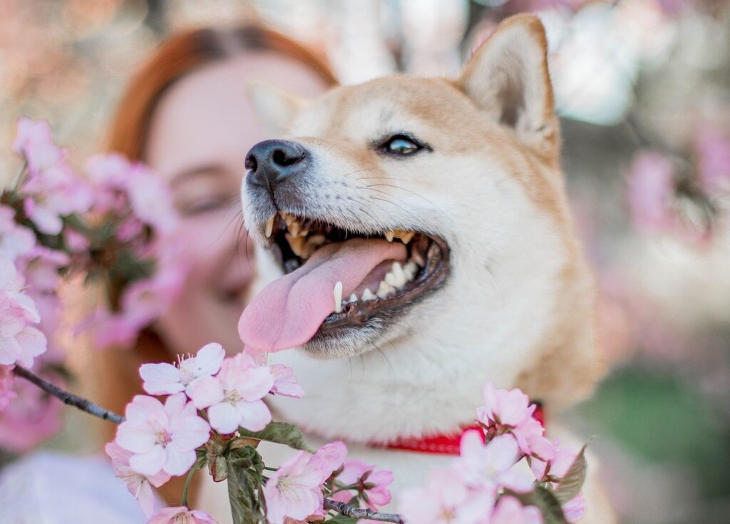A smiling shiba inu with tongue out among pink blossoms, displaying signs of dog tartar, with a person partially visible in the background.