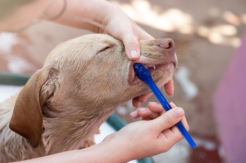 A small puppy enjoys having plaque on its dog teeth brushed off with its favourite blue toothbrush