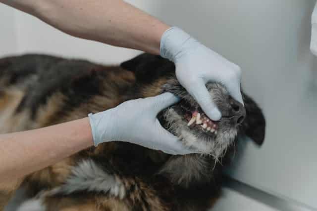 Veterinarian examining a dog's teeth for signs of dental calculus.