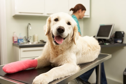Golden retriever with a torn ACL (cranial cruciate ligament), bandaged leg on an exam table at a veterinary clinic.
