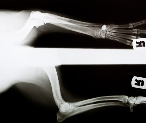 X-ray images of a human arm showing a torn acl in a dog, also known as a torn cranial cruciate ligament
