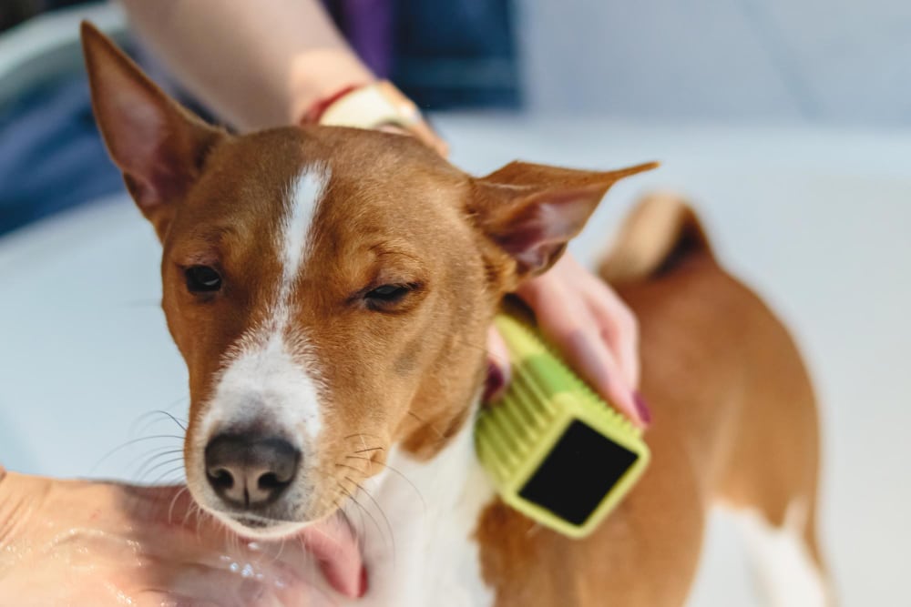 A brown and white dog is being bathed, with a person holding its neck and using a green dog brush on its fur to help reduce shedding.