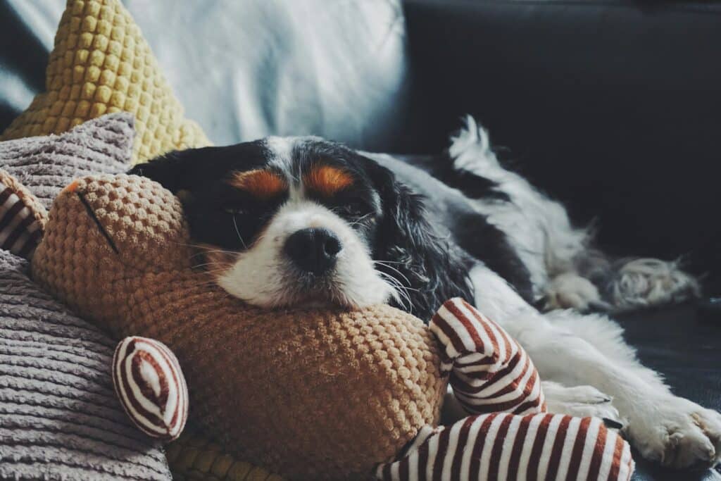 Similar to humans, dogs can experience muscle twitches during REM sleep.