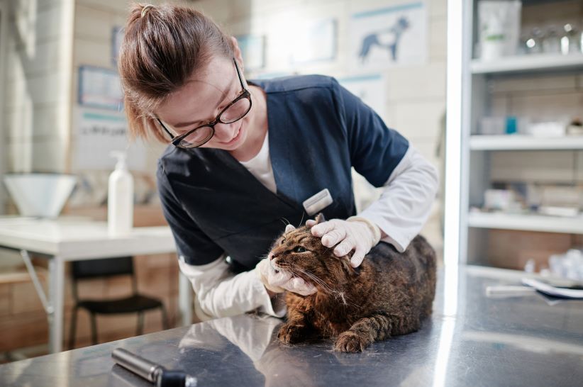 A veterinarian in a blue uniform examines a cat's teeth on a stainless steel table in the clinic, contributing valuable data to Healthy Pets New Zealand's pet health research.