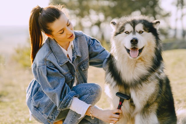 A woman in a denim outfit brushes a large fluffy dog outdoors on a sunny day. 