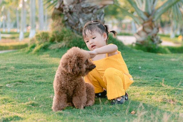 Toddler in a yellow outfit sitting on grass and hugging a brown poodle during International Dog Day in a park.