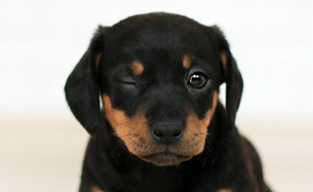 A small black and brown puppy with one eye closed, appearing to wink, sits against a plain white background, possibly due to conjunctivitis in dogs.