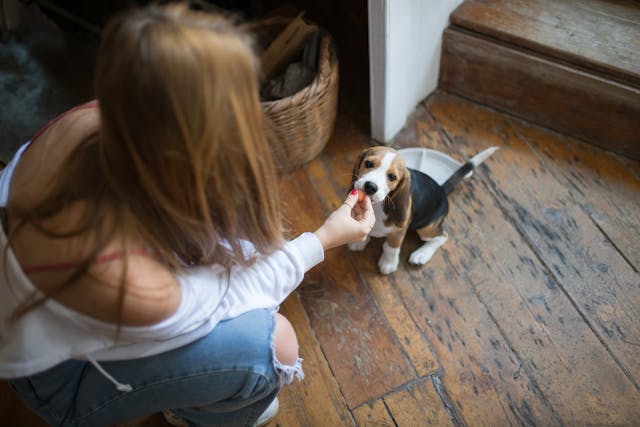 A woman has been wondering "why get  pet insurance?" and now feels a great relief of having decided it's great protection for her Beagle puppy as she sits feeding it a snack