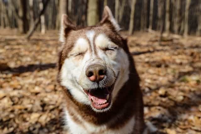 A brown and white husky is pictured sitting in a forest with its eyes closed and mouth open, appearing to smile, showcasing the joy of a carefree adventure. 
