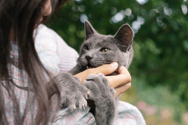 A woman cuddles her grey cat and wonders "why get pet insurance if my pet is healthy?"