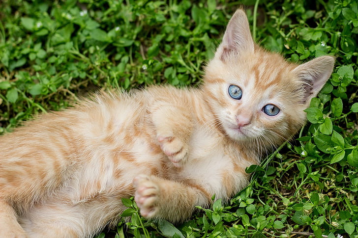 A small orange kitten with blue eyes lies on its side in the grass, looking towards the camera, showcasing a picture-perfect moment that highlights the pet insurance benefits of ensuring your furry friend's health.