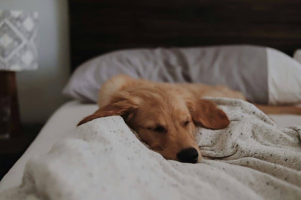If your dog lets out a bark or two while asleep, this could signify an especially vivid dream taking place in their mind at that moment. 