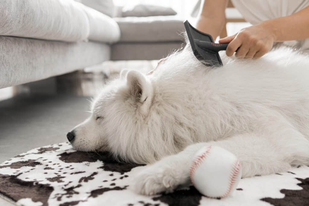 A person grooming a fluffy white dog