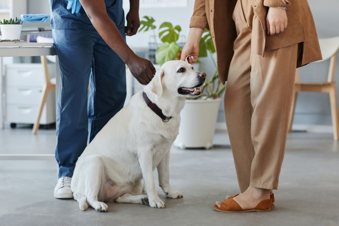 A veterinarian in blue scrubs examines a sitting Labrador Retriever while the owner in tan clothing holds the leash, promoting sustainable pet ownership practices in a clinic.