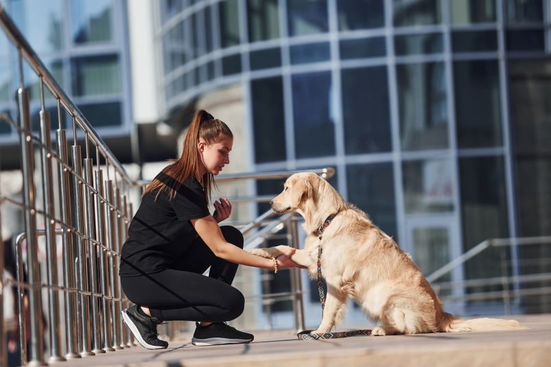A woman in black athletic wear kneels and shakes hands with a golden retriever on a city sidewalk, as she uses an AI pet app to track her dog's exercise routine.