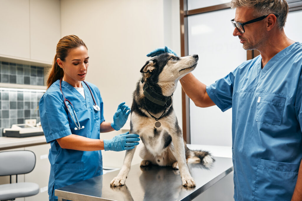 A dog sits on a veterinarian's exam table while being examined by two veterinarians in blue scrubs, as if posing for one of the clinic's top articles on pet health.