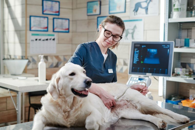 A veterinarian uses an ultrasound device on a golden retriever lying on an examination table in a veterinary clinic, considering sustainable pet ownership practices to ensure the long-term health and well-being of pets.