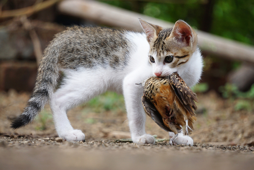 A kitten standing outdoors holds a bird in its mouth, looking to the side, seemingly unaware of outdoor cat laws.