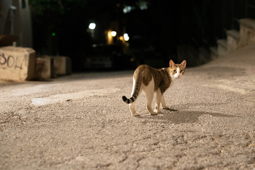 A cat stands alert on a poorly lit, deserted street at night, looking back towards the camera, perhaps unaware of outdoor cat laws designed to keep it safe.