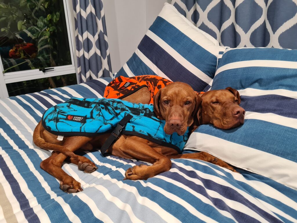 Two brown dogs, including Charlie the Vizsla, in blue and orange vests lie on a blue and white striped bed. One dog sleeps with its head on a pillow while the other rests its head on the sleeping dog, blissfully unaware of Happy Tail Syndrome.